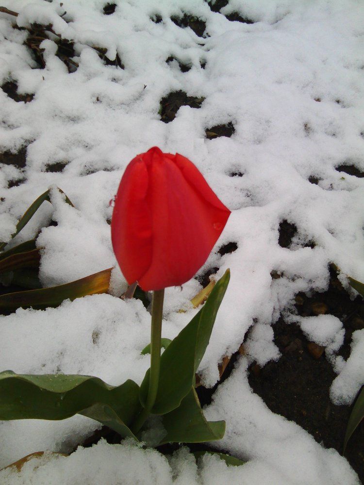 Снежный тюльпан