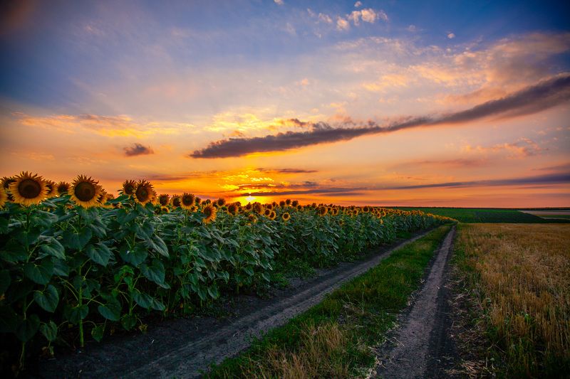 Alexei Scutari, Moldova