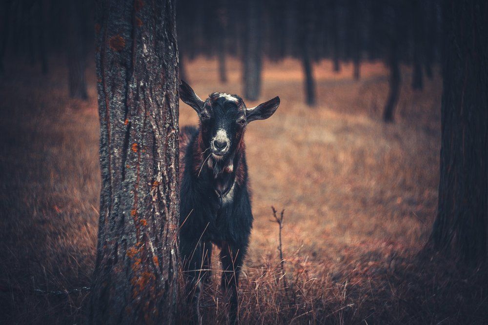 Любопытство