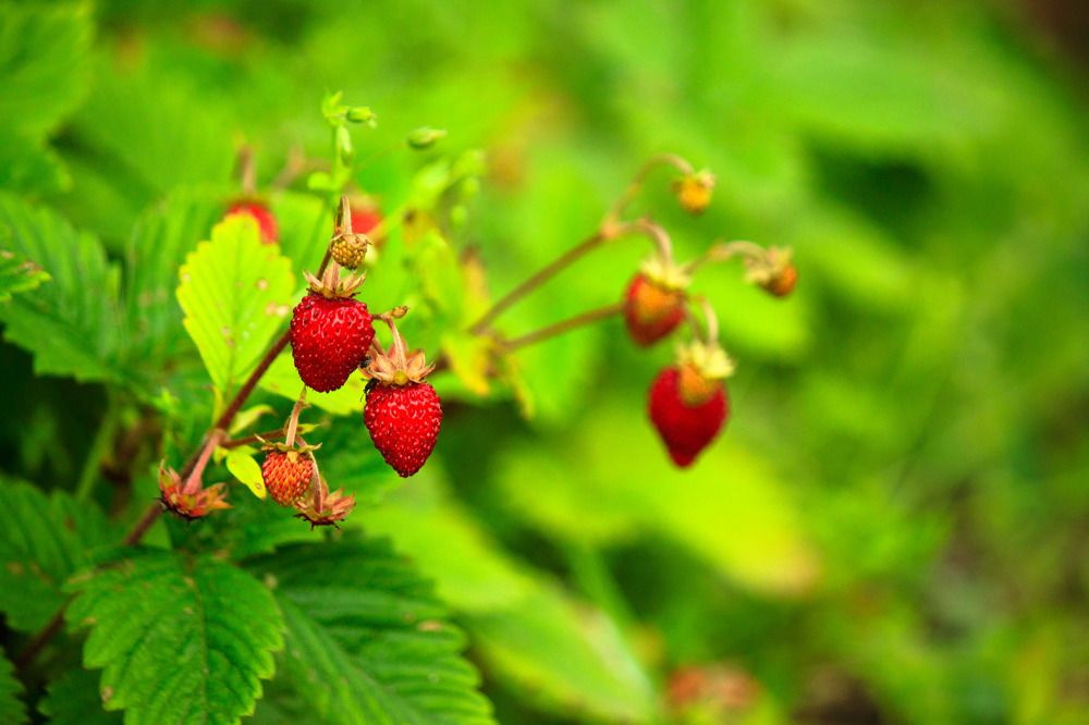 Летнее лакомство