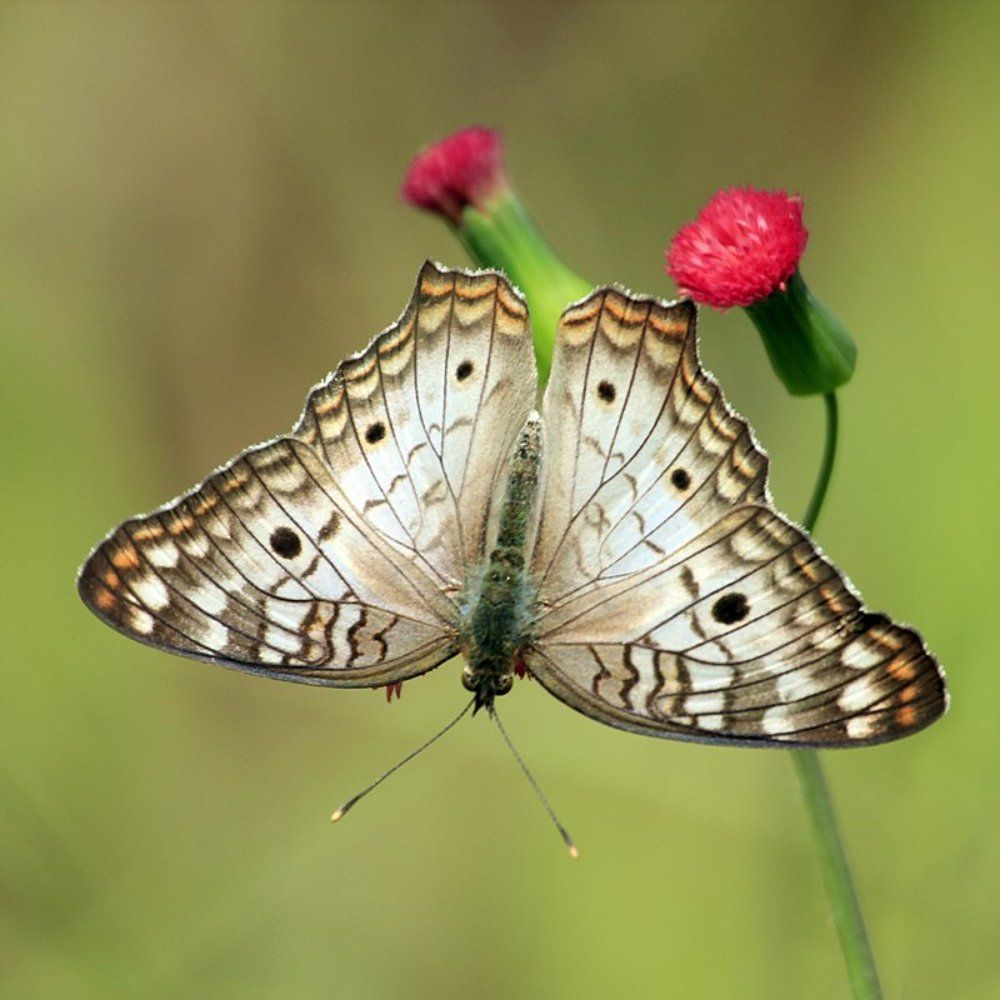 Anartia