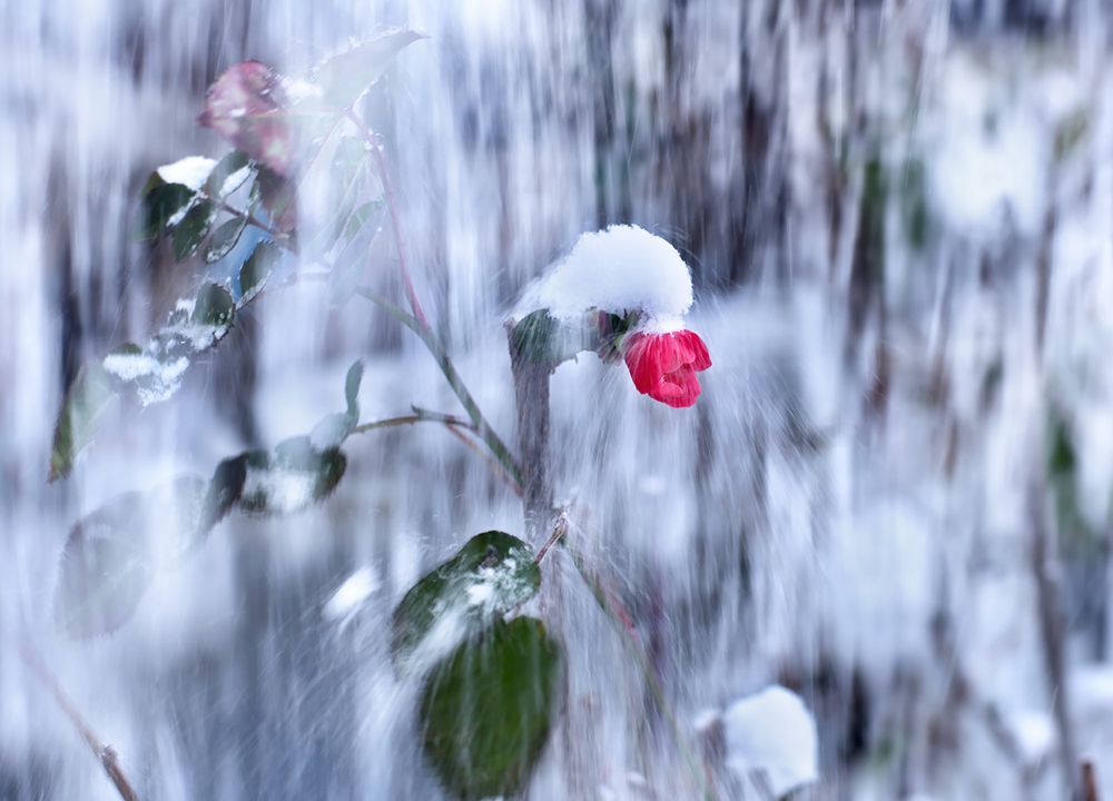 Любовь преодолевает все невзгоды