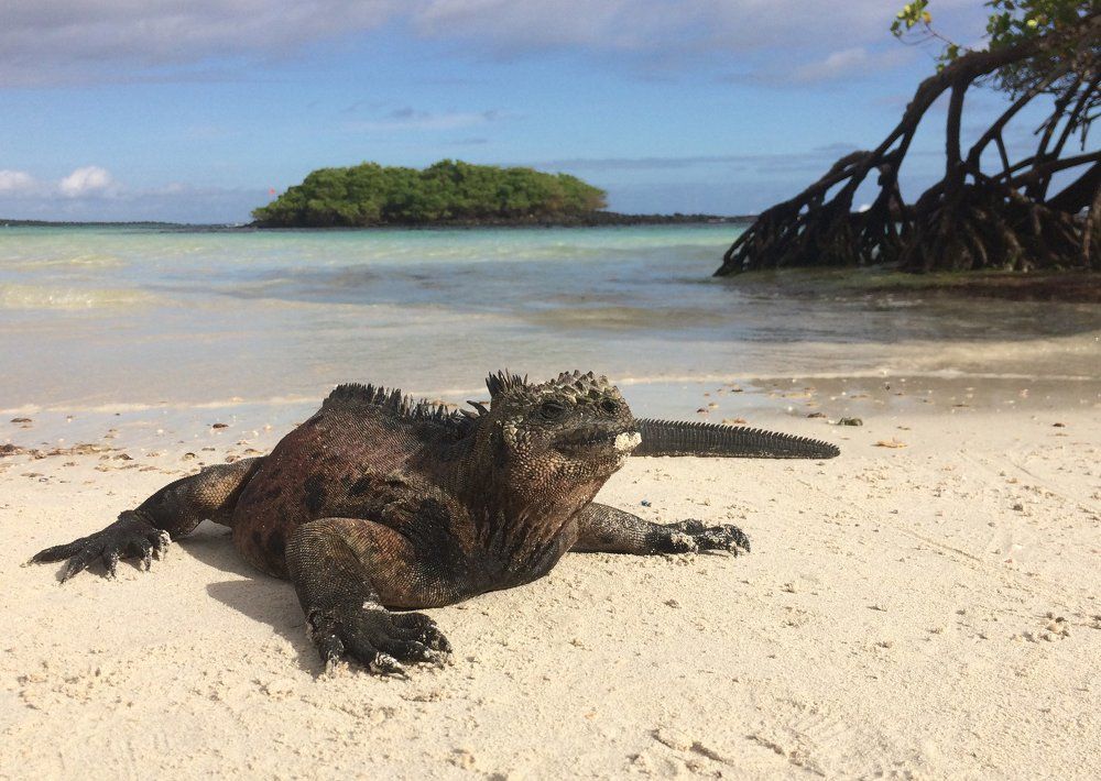 Галапагосы. Сиеста.