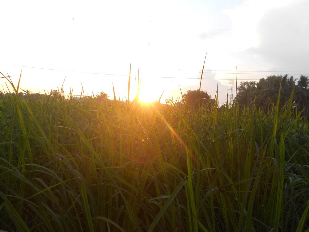 Twilight