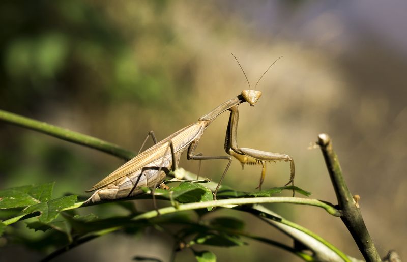 Едвин Адамов, Bulgaria