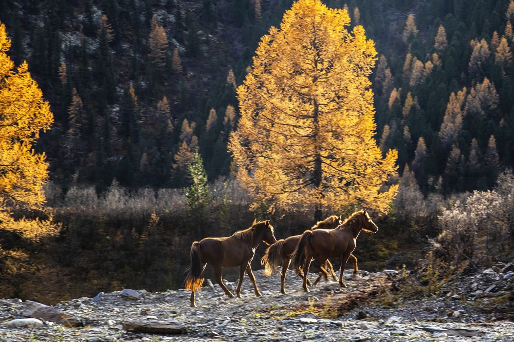 В лучах заката