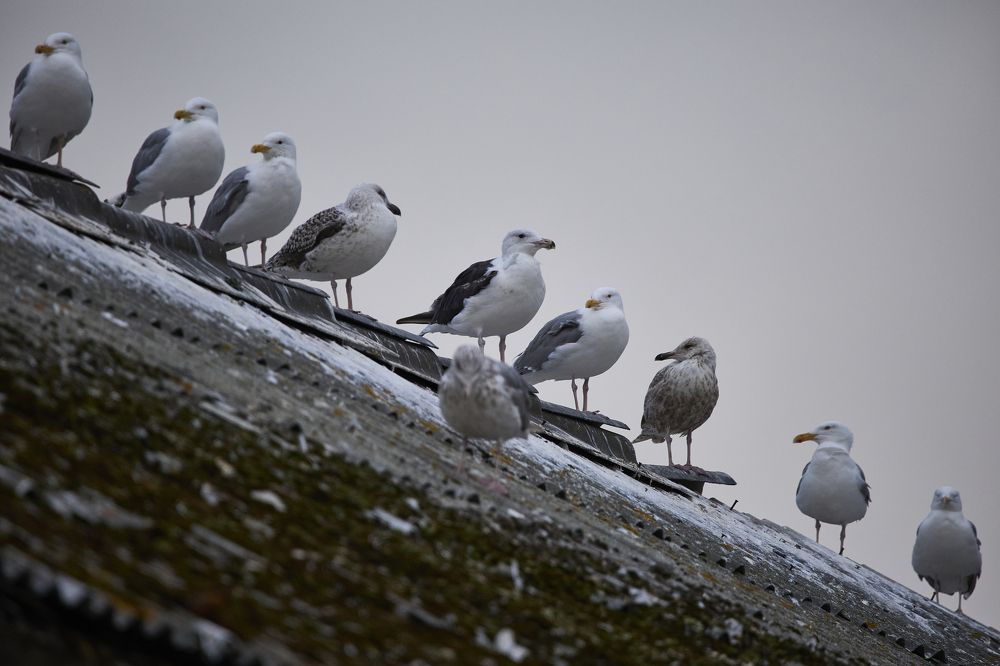 Photograph by Виктория Ахмылова