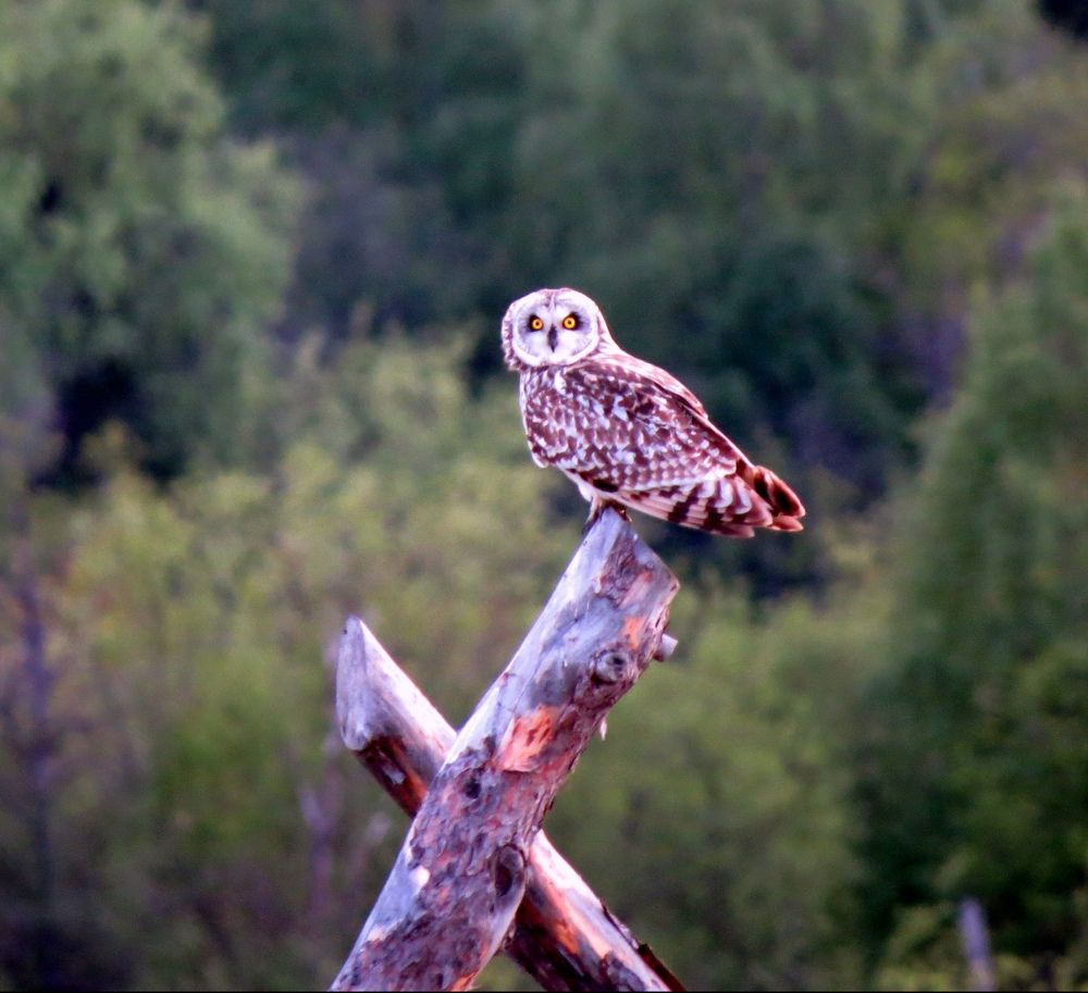 Photograph by Екатерина Филина