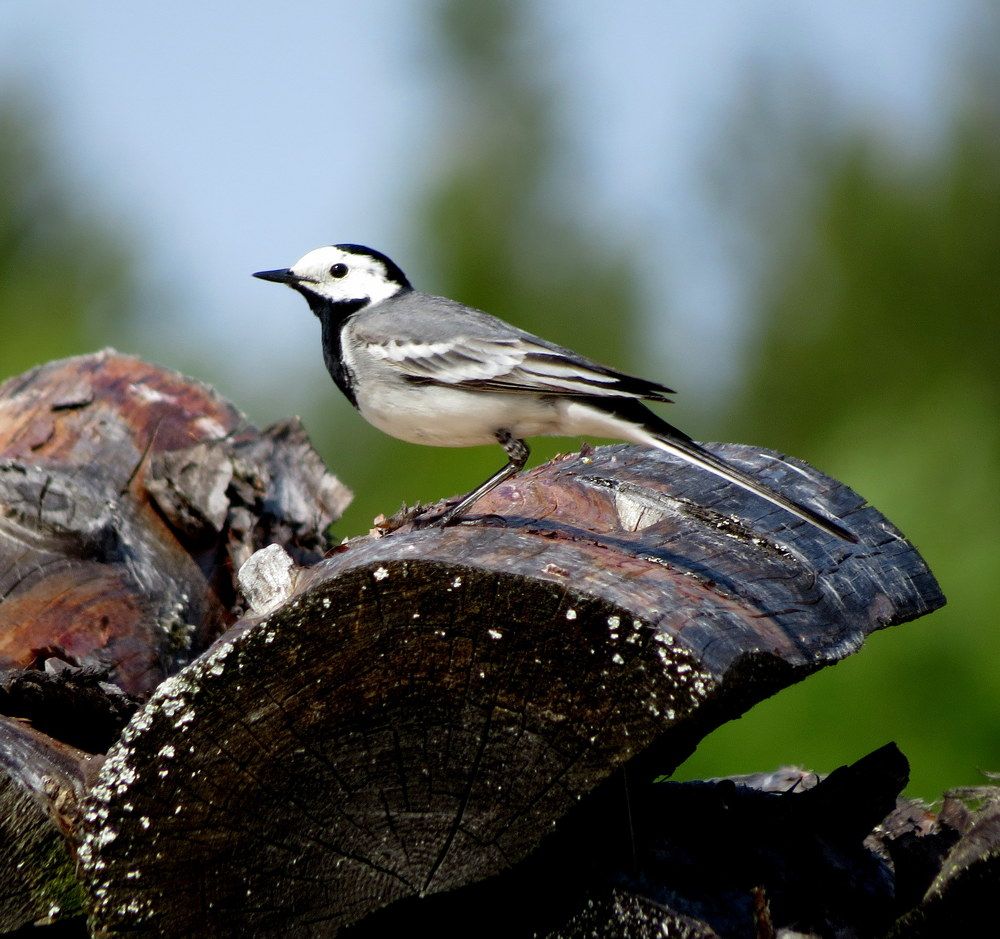 Photograph by Екатерина Филина