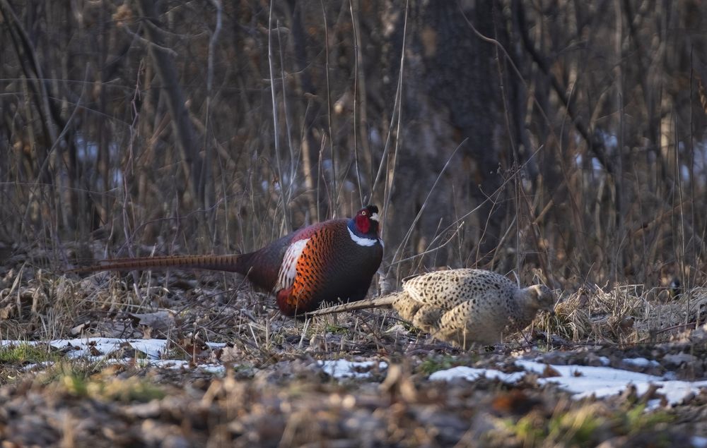 Photograph by Светлана Краюшкина