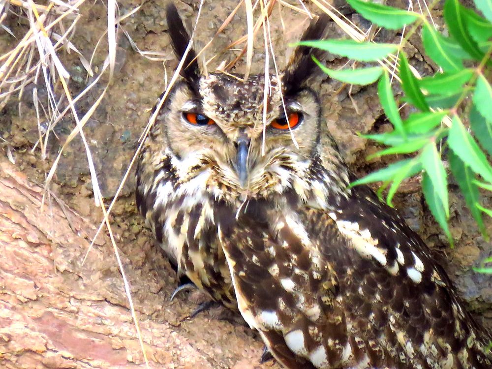 Smiling Eagle Owl