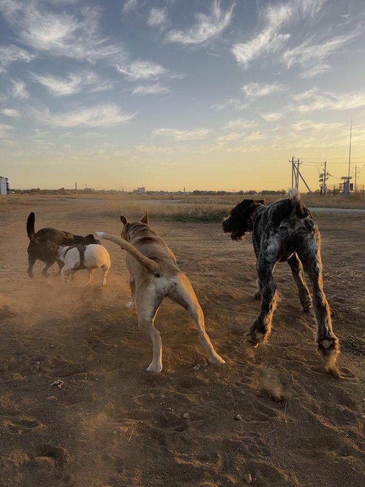 Фотография автора Мария Дмитриева