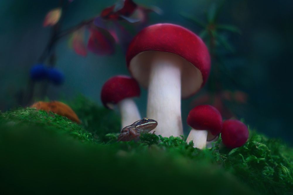 Сыроежкина лягушка