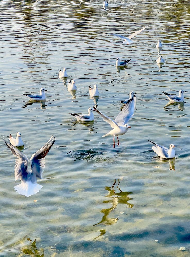 Озёрные чайки