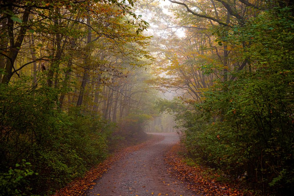 Photograph by levi bagy