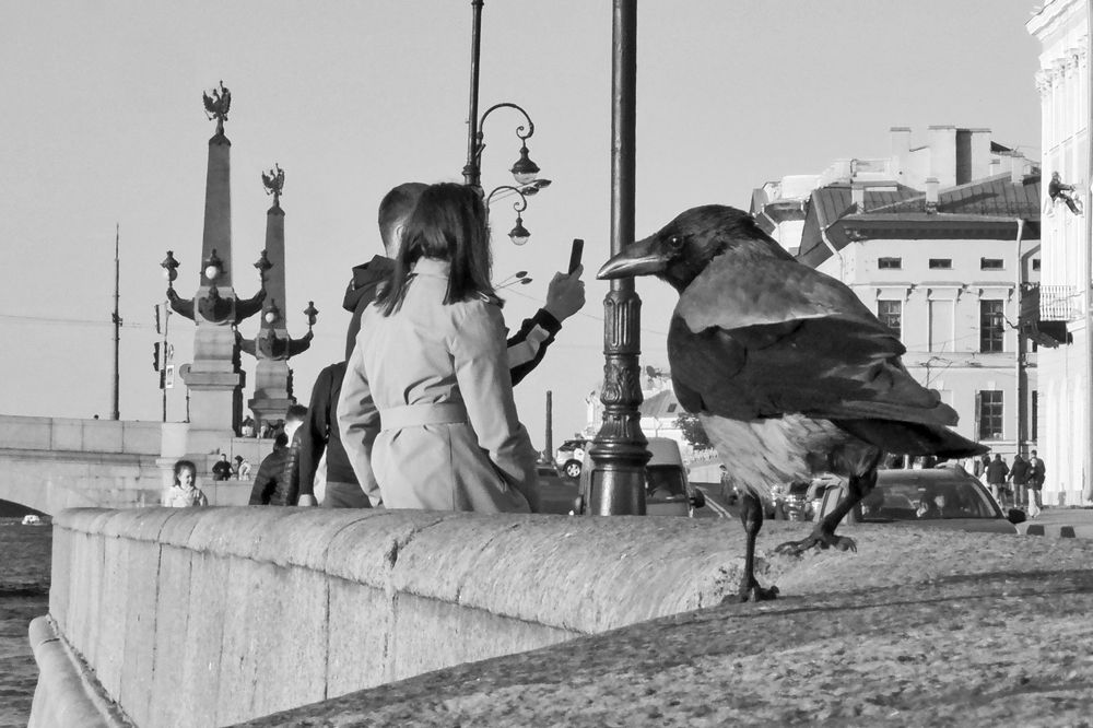 Топтание вороны.