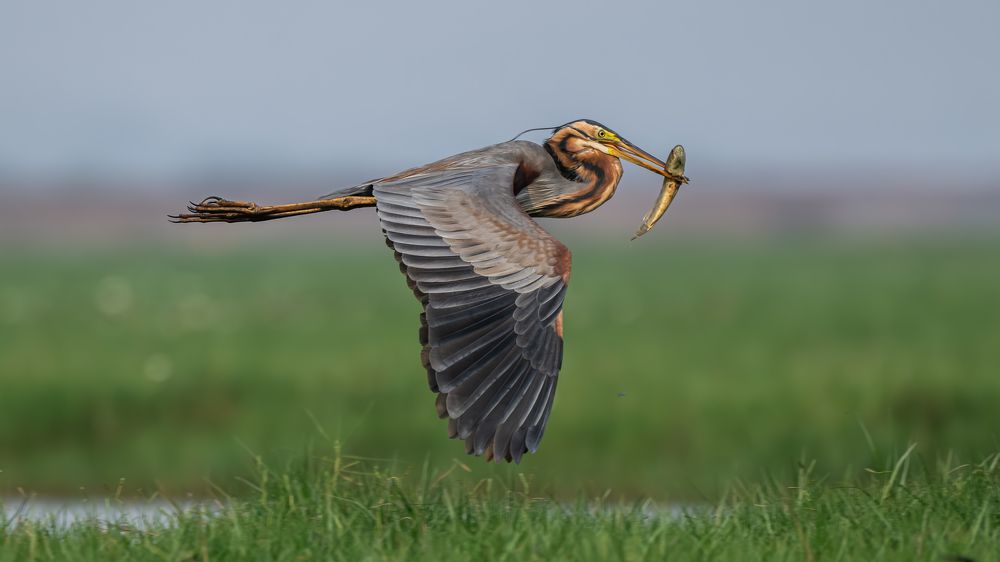 Photograph by Prasad Hamine