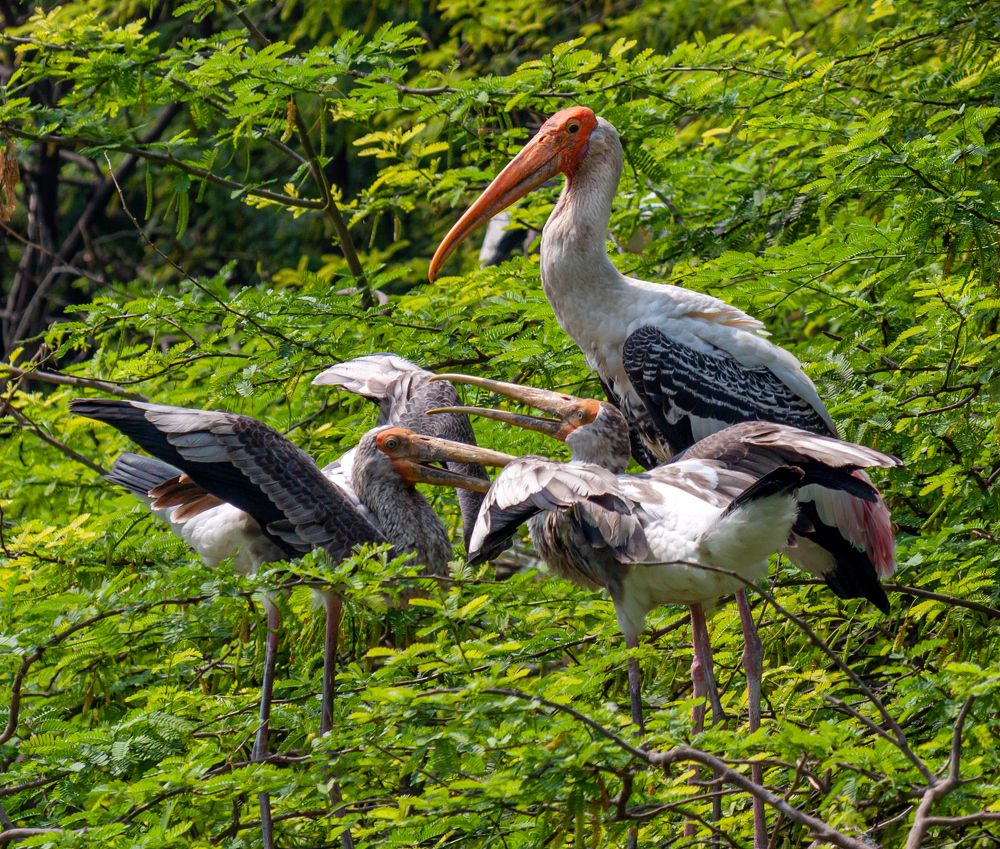 Photograph by Диана Бородзе