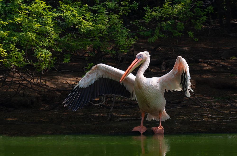 Photograph by Диана Бородзе