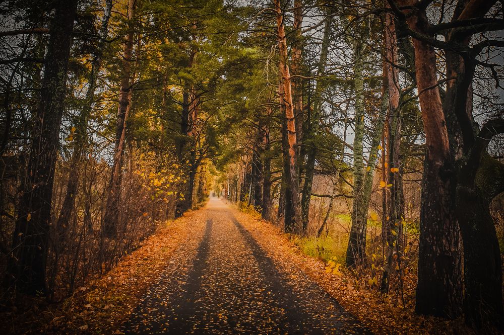 Photograph by Элен Пройс