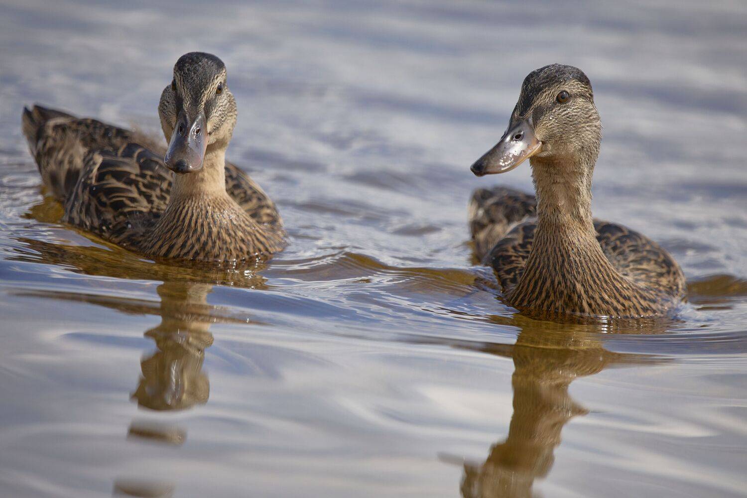 Фотография #11100538