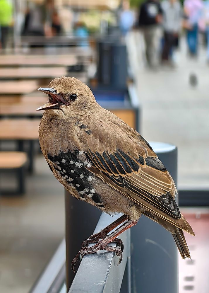 Photograph by Евгений Симион