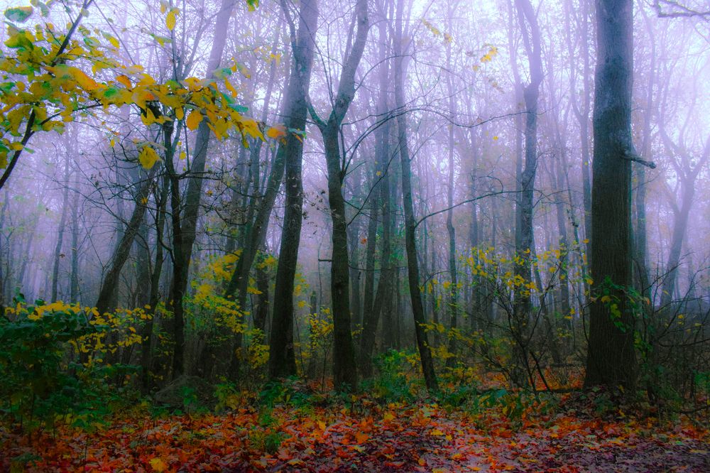 Photograph by Onyx X