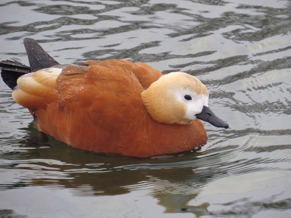 Photograph by Оксана Малахова