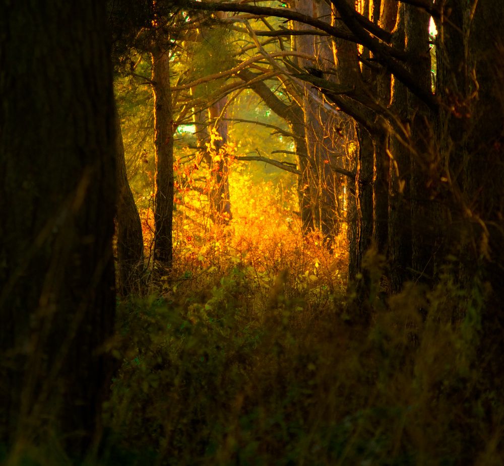 Photograph by Dmitry Kuzmich