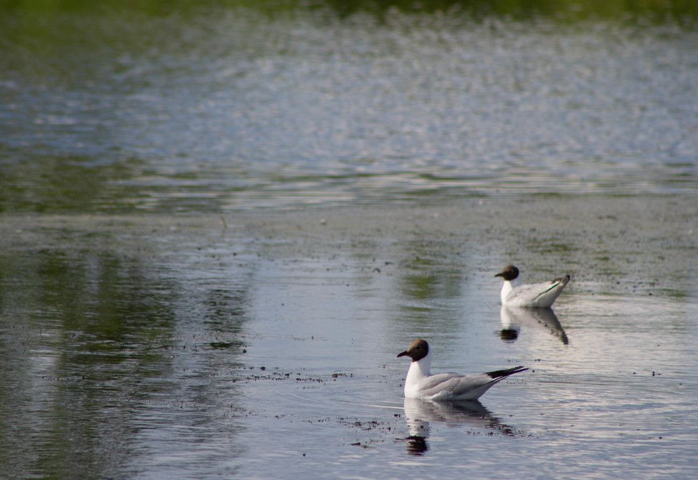 Photograph by Полина Белокопытова