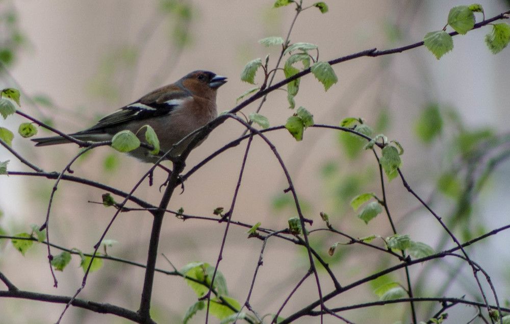 Photograph by Полина Белокопытова