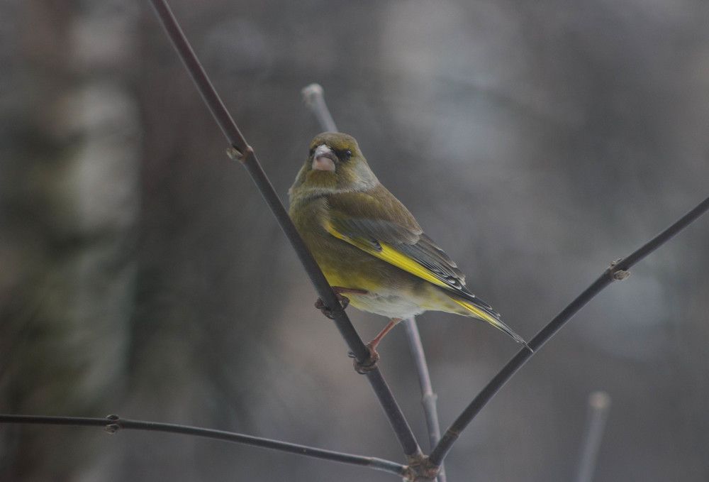 Photograph by Полина Белокопытова