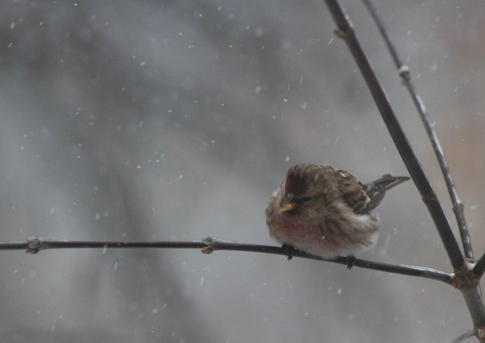 Photograph by Полина Белокопытова