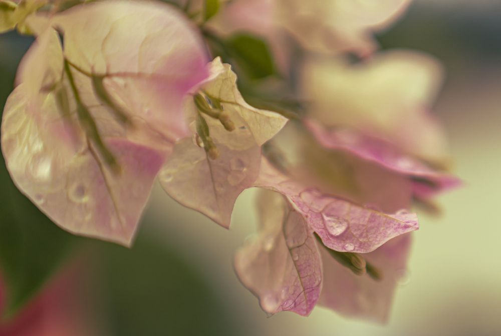 Photograph by Manuel Castillo