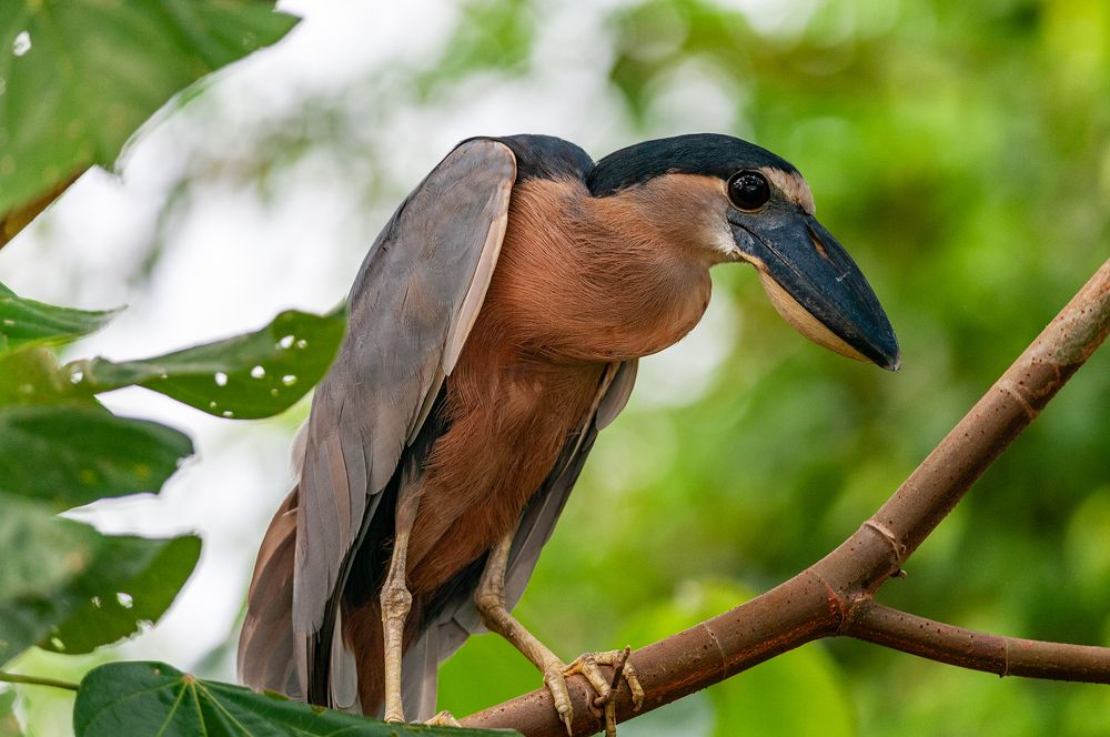 Непростая жизнь...
