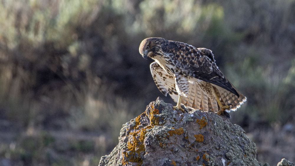 Photograph by Гришанов Пётр