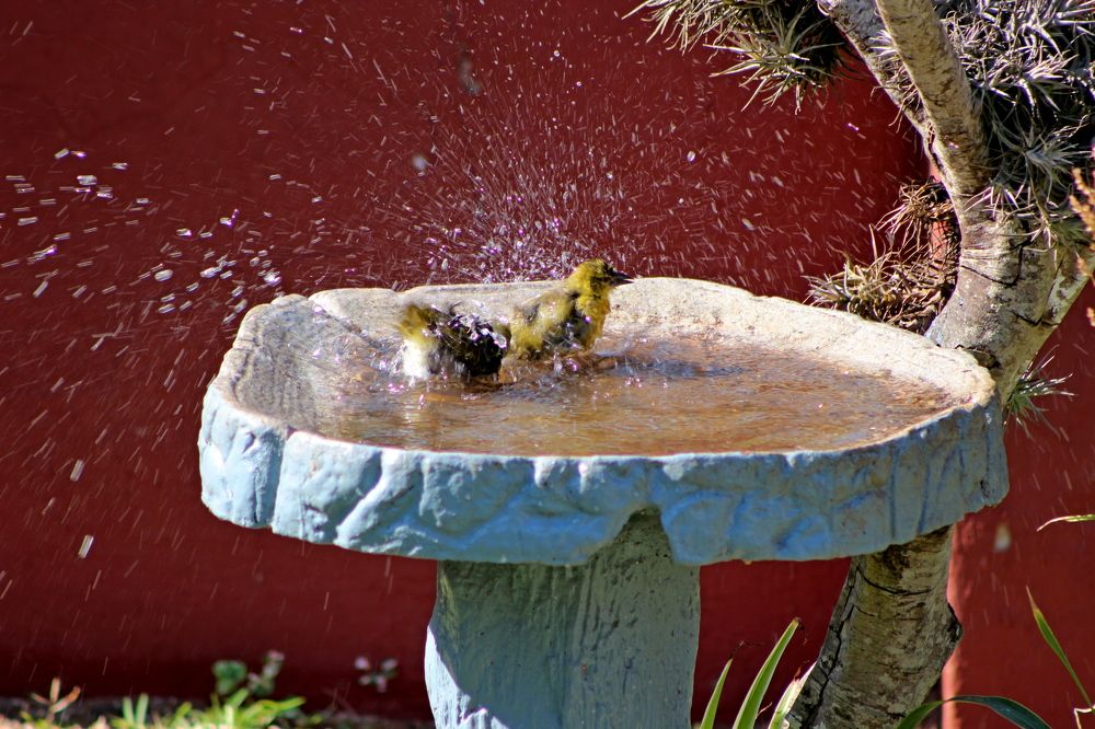 Фотография автора Nico Ebersohn