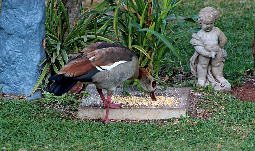 Фотография автора Nico Ebersohn