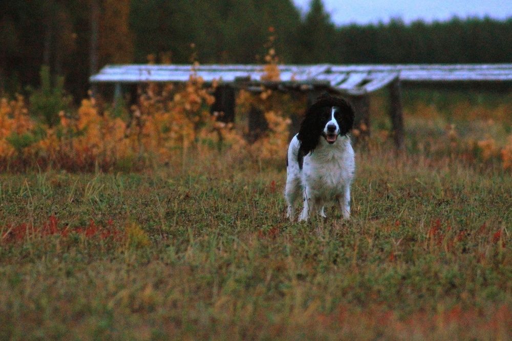 Photograph by Екатерина Филина