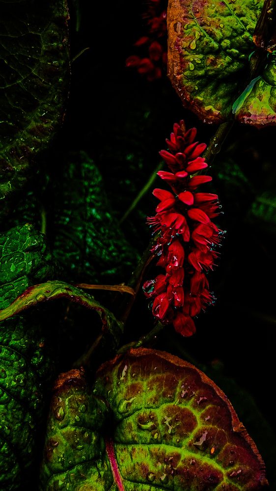 The scarlet bloom