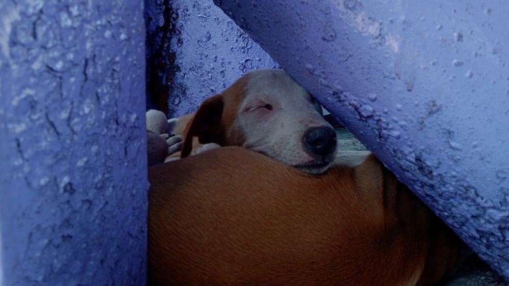 Two puppies under a pole