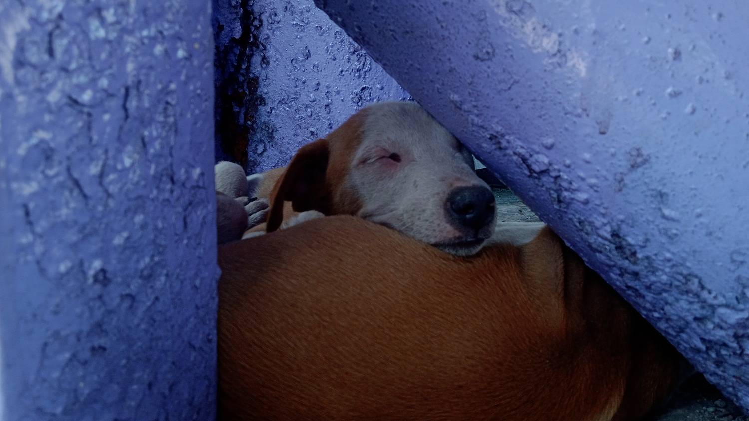 Two puppies under a pole