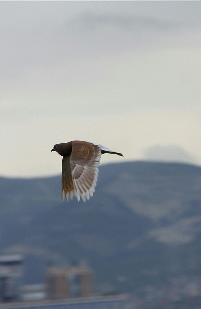 Photograph by Ирина Тихая