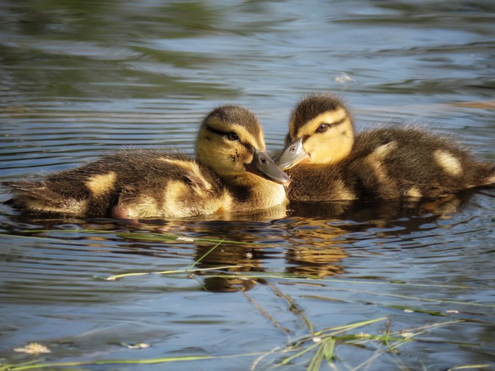 Утята кряквы