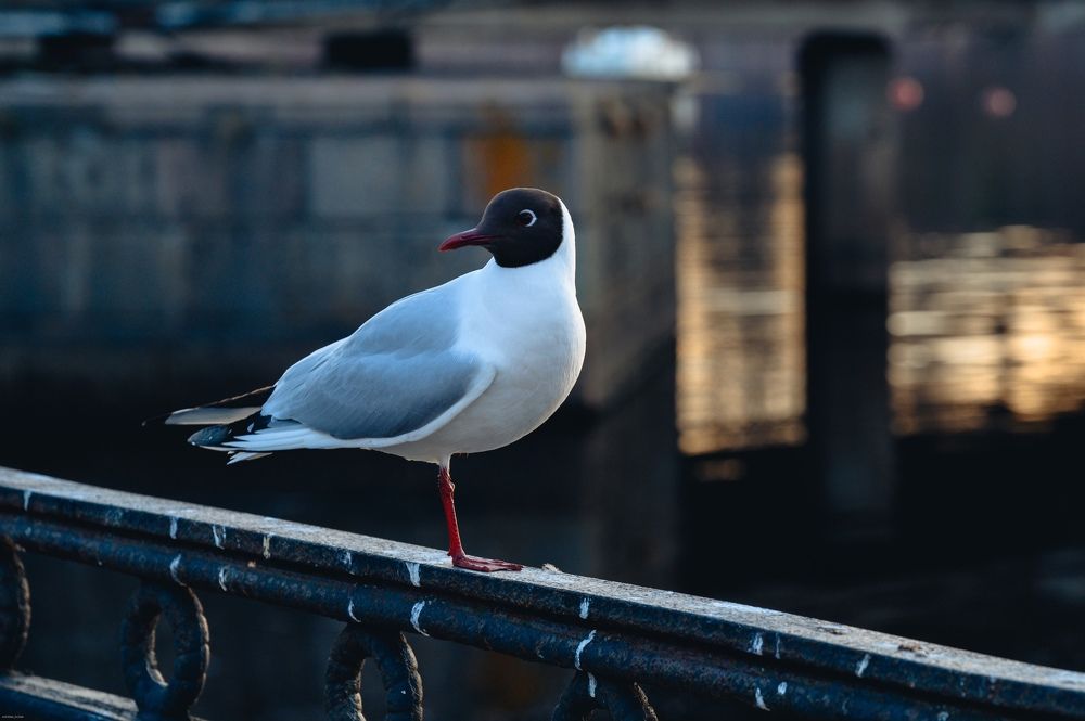 Photograph by Аверина Елена