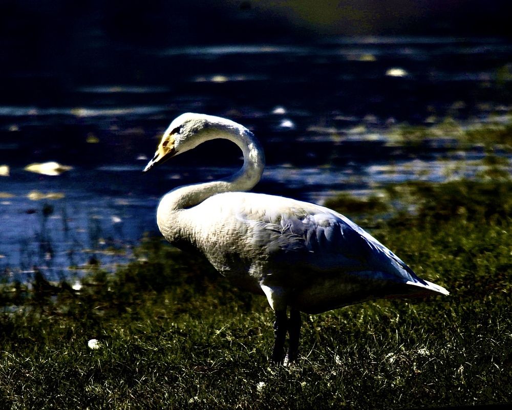 Photograph by Batsaikhan Badamdorj