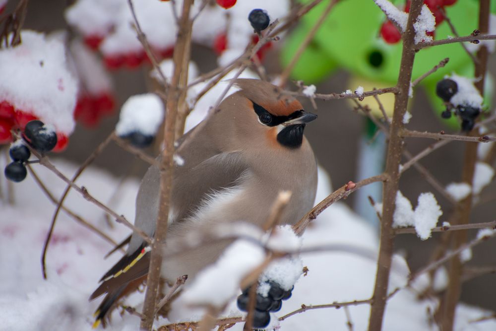 Фотография автора Ольга Круковская