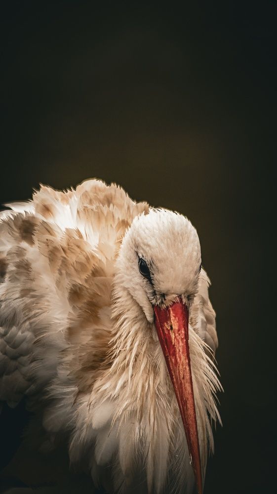 Photograph by Даниил Сырбу