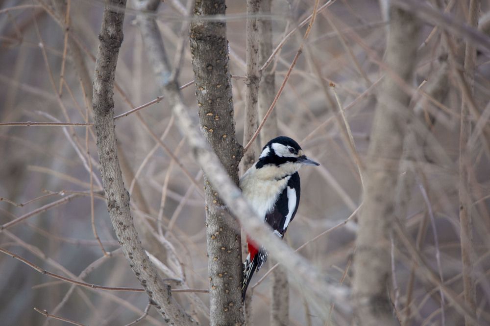 Photograph by Игорь Сапронов