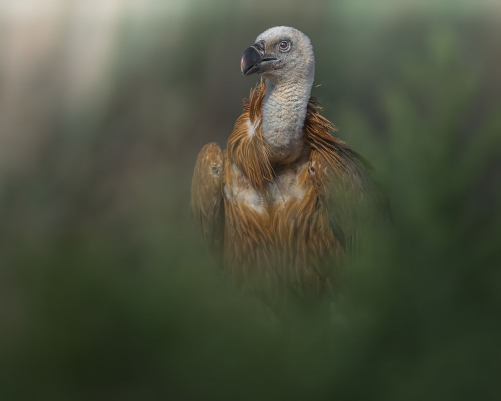 Photograph by Ahmed Sobhi